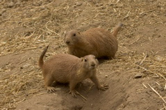 Prarie Dog - 2